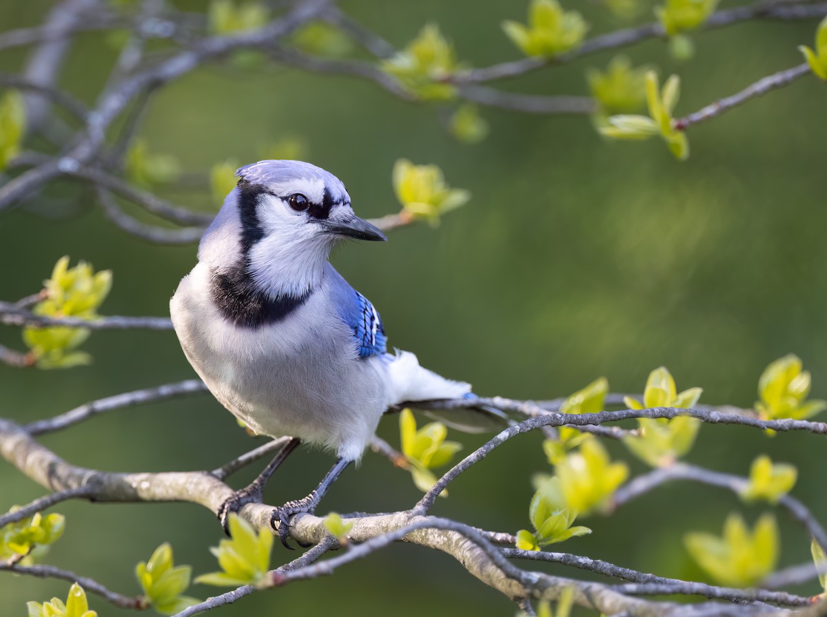 Blue Jay - Harvey Fielder