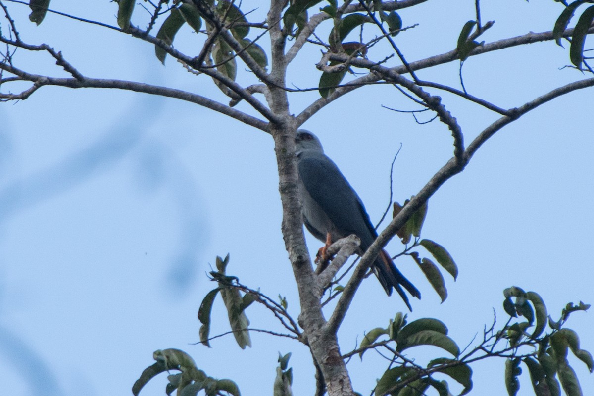 Plumbeous Kite - ML572884331