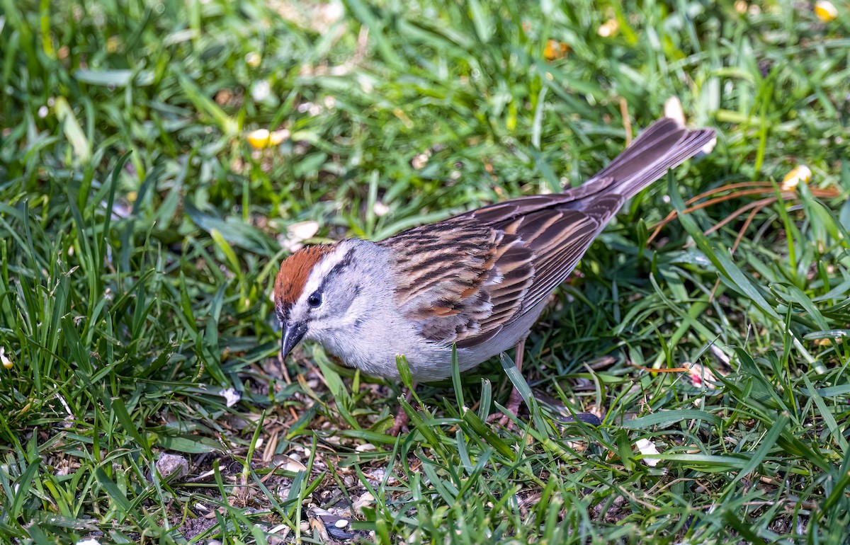 Chipping Sparrow - ML572884871