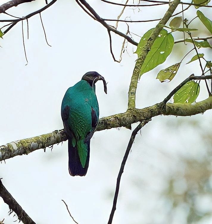 Golden-headed Quetzal - ML572885141