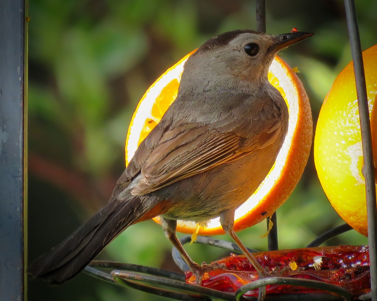 Gray Catbird - ML572885181