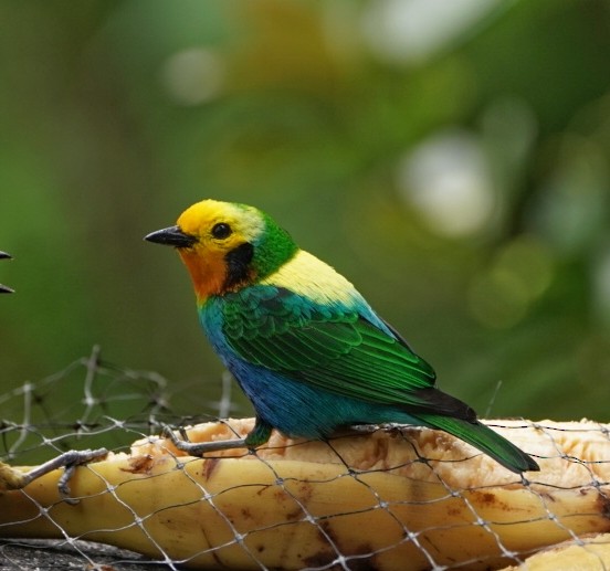 Multicolored Tanager - ML572885301