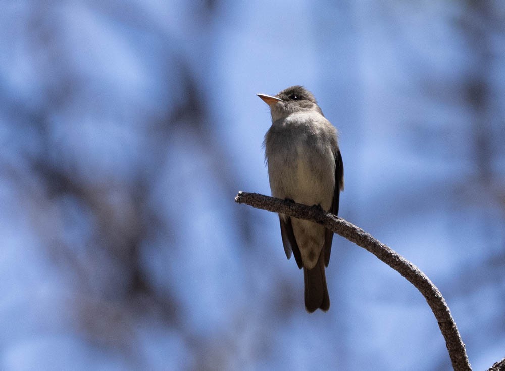 Western Wood-Pewee - ML572885641