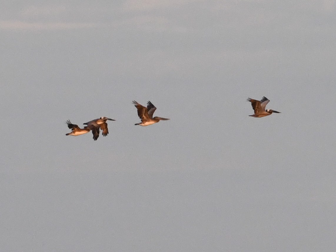 Brown Pelican - ML572886561