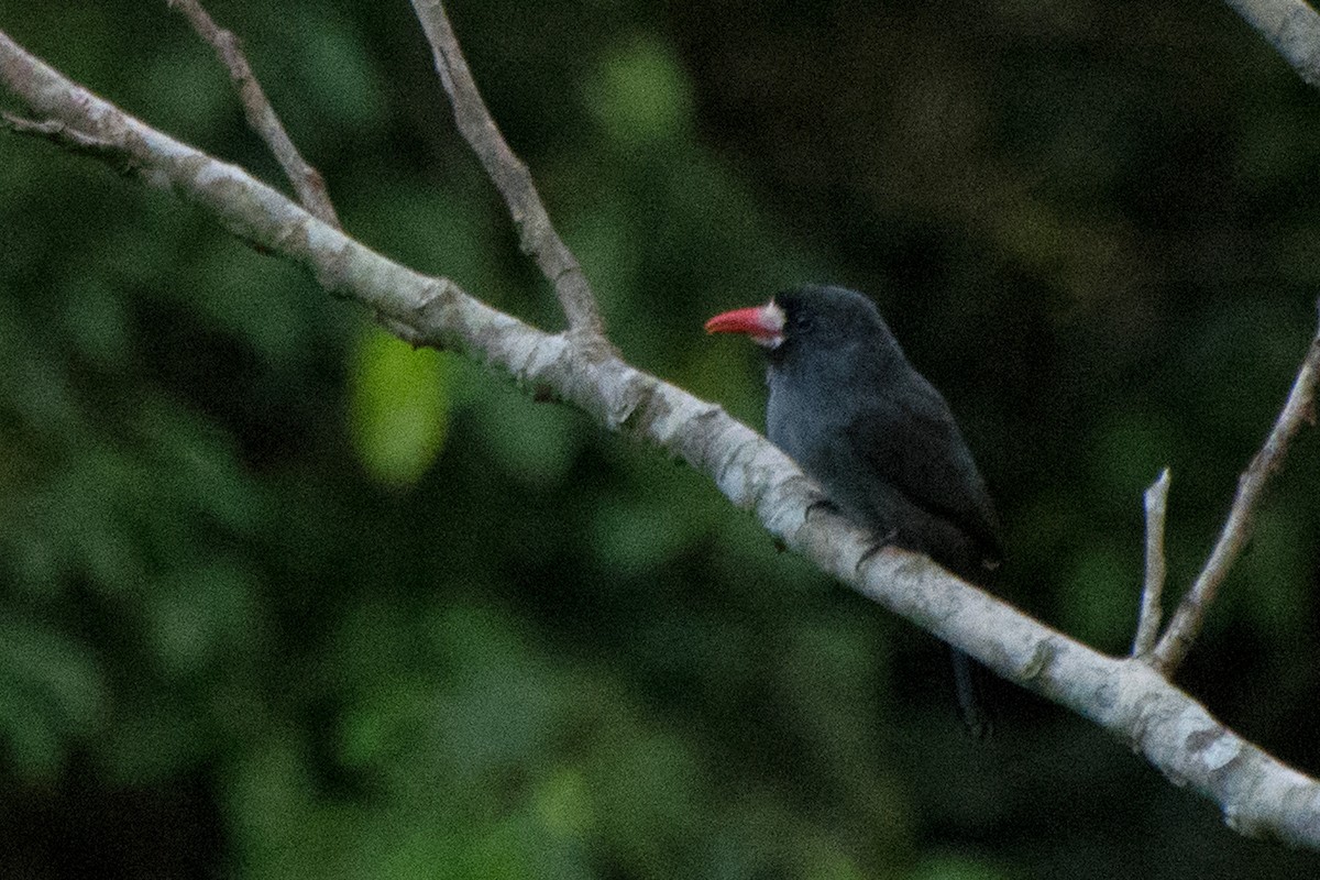 White-fronted Nunbird - ML572887161