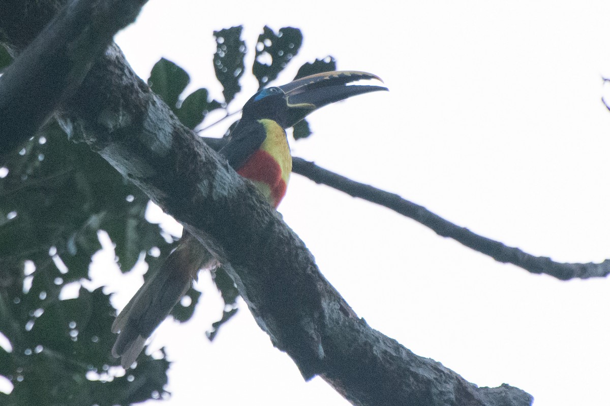 Chestnut-eared Aracari - ML572888211