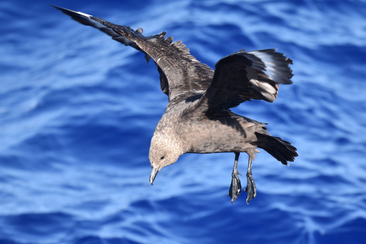 South Polar Skua - ML572889021