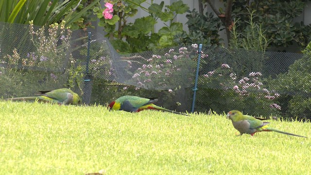 Red-capped Parrot - ML572889461