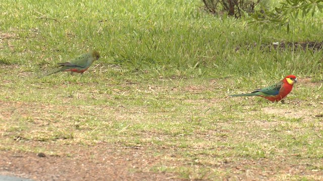 Western Rosella - ML572889501