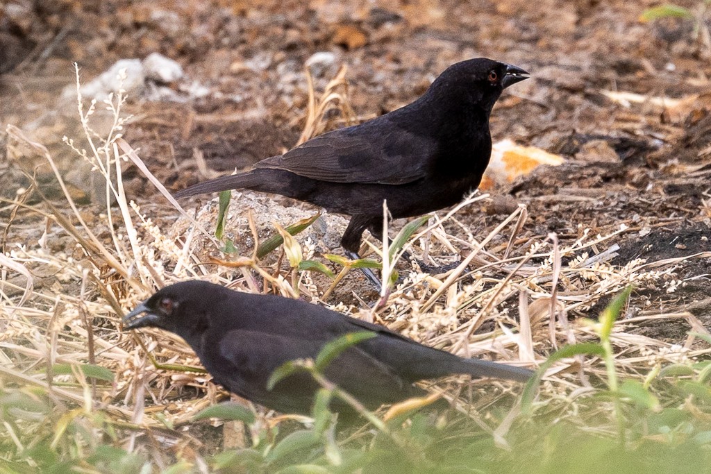 Bronzed Cowbird - Andy Pollard / Falklands Nature