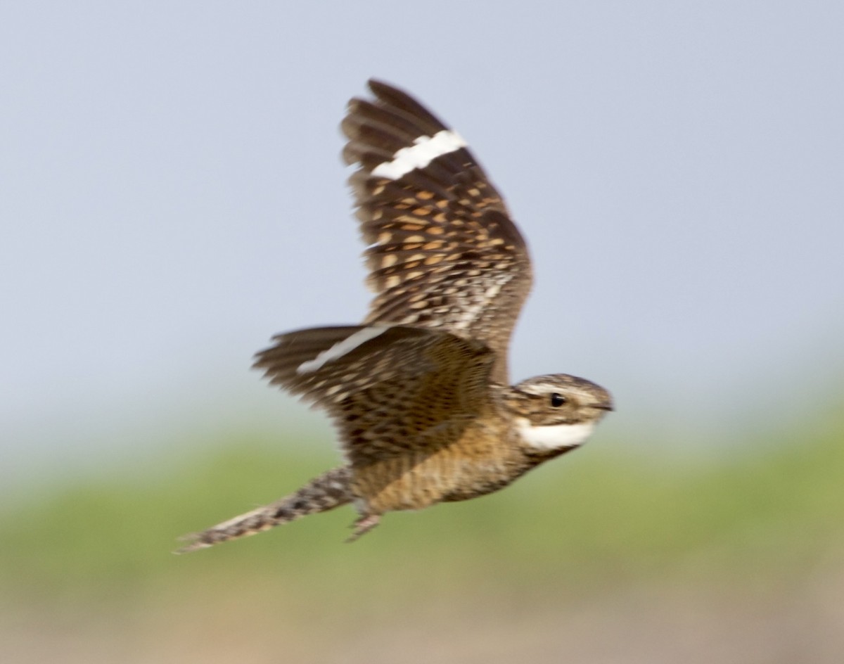 Lesser Nighthawk - Gerson Josue Castellanos Portillo