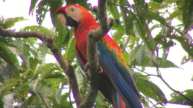 コンゴウインコ - ML572890451