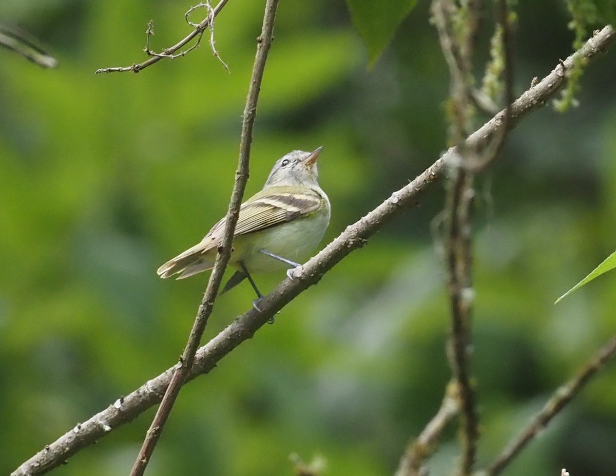 Buff-banded Tyrannulet - ML572890611