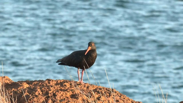 Sooty Oystercatcher - ML572890801