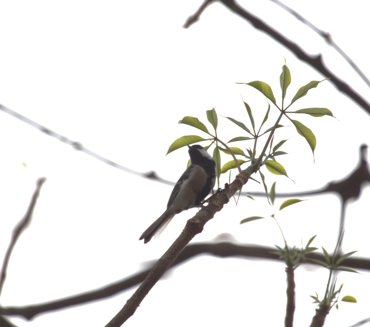 Carbonero Oriental (India) - ML572890891
