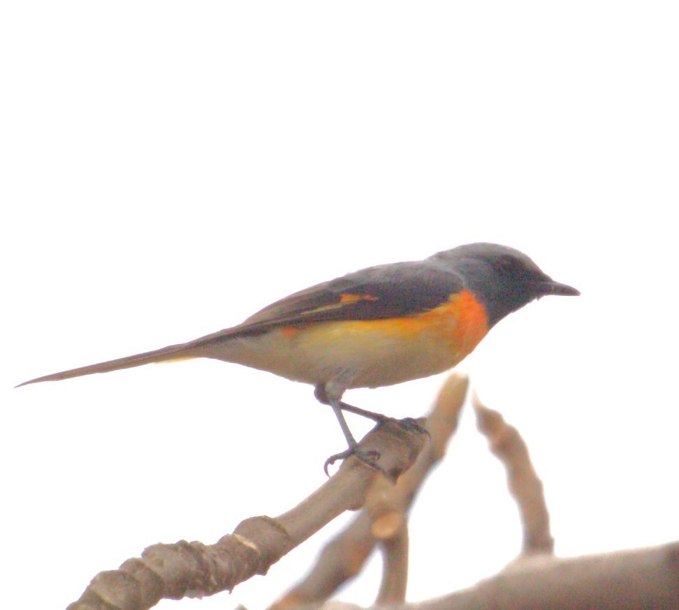 Minivet Chico - ML572891301