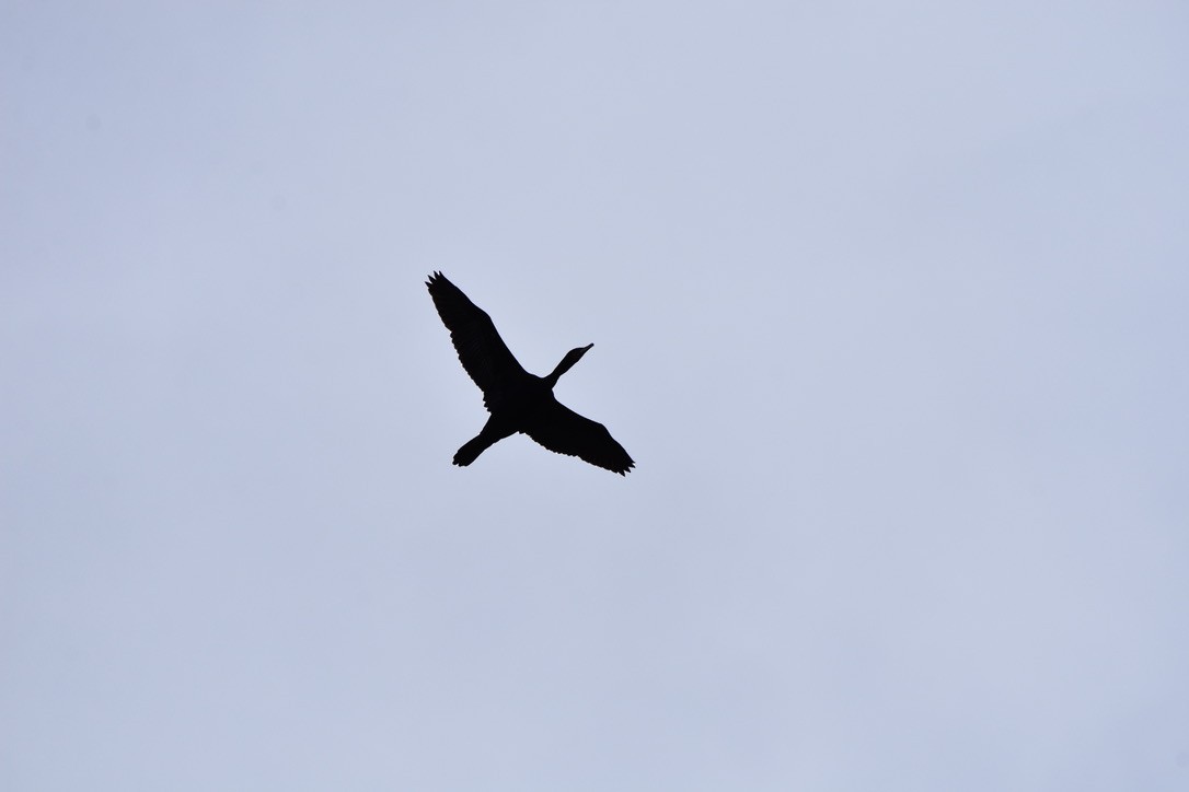 Double-crested Cormorant - ML572892831