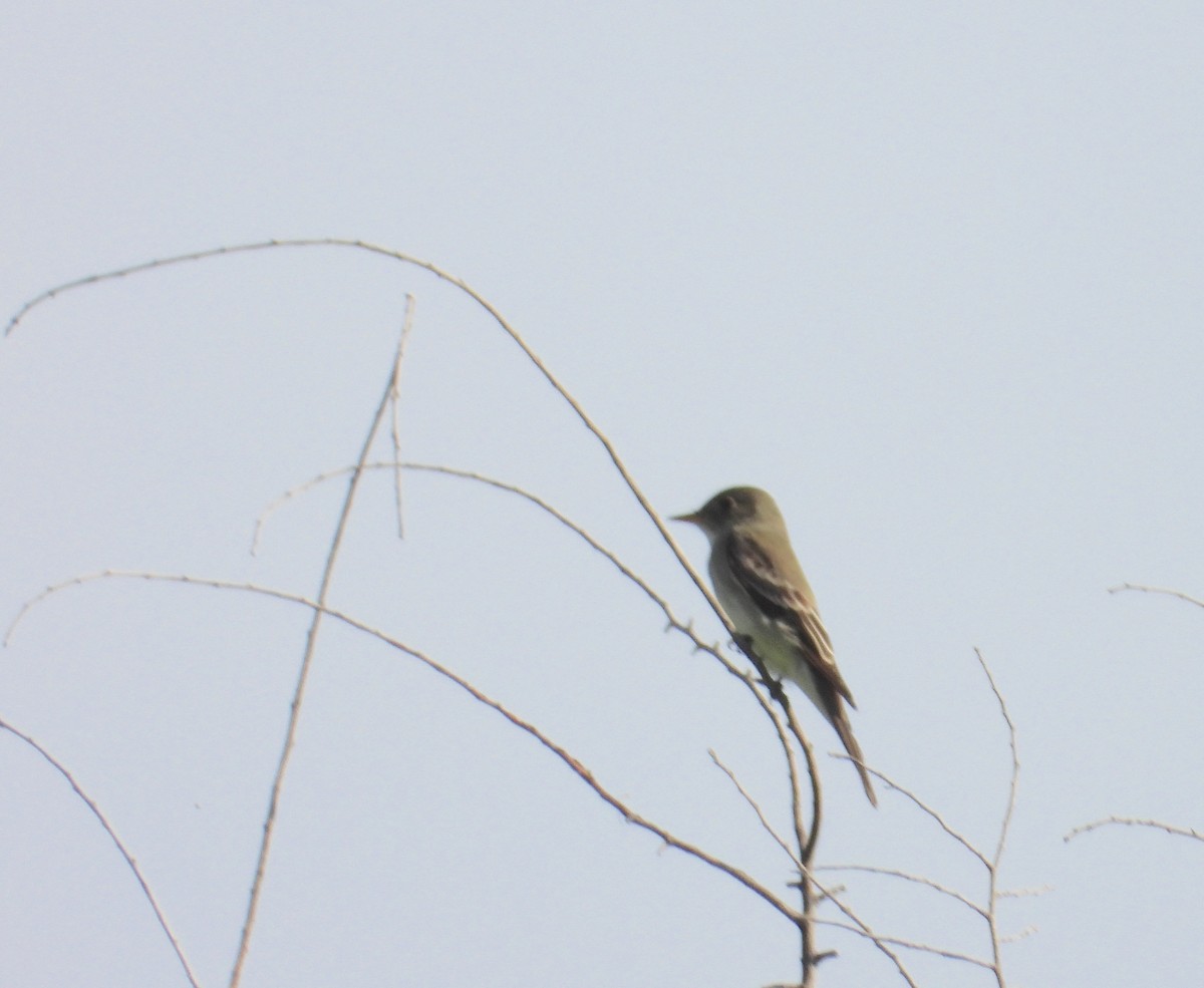 Alder Flycatcher - Anonymous