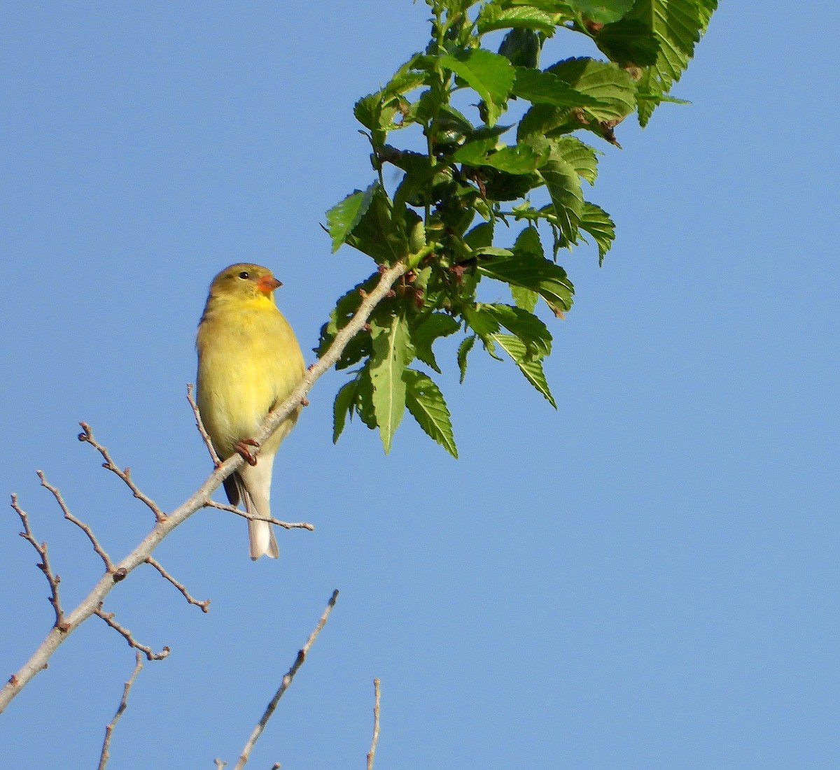 American Goldfinch - ML572893381