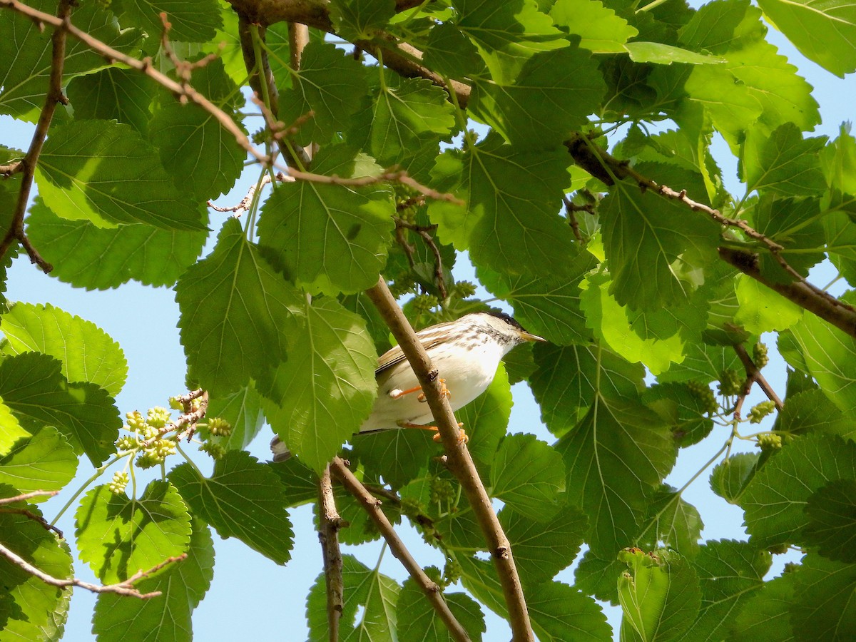 Paruline rayée - ML572893531