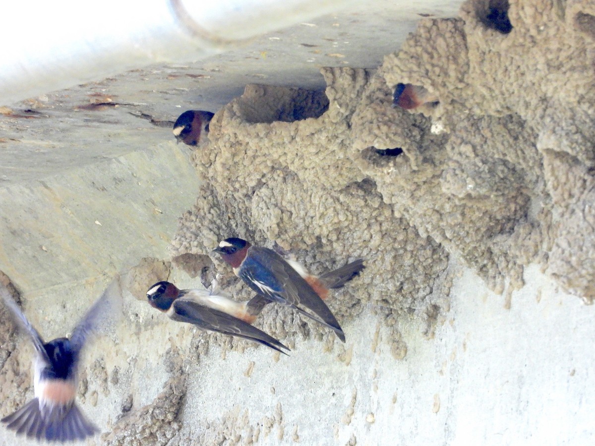 Cliff Swallow - Anonymous