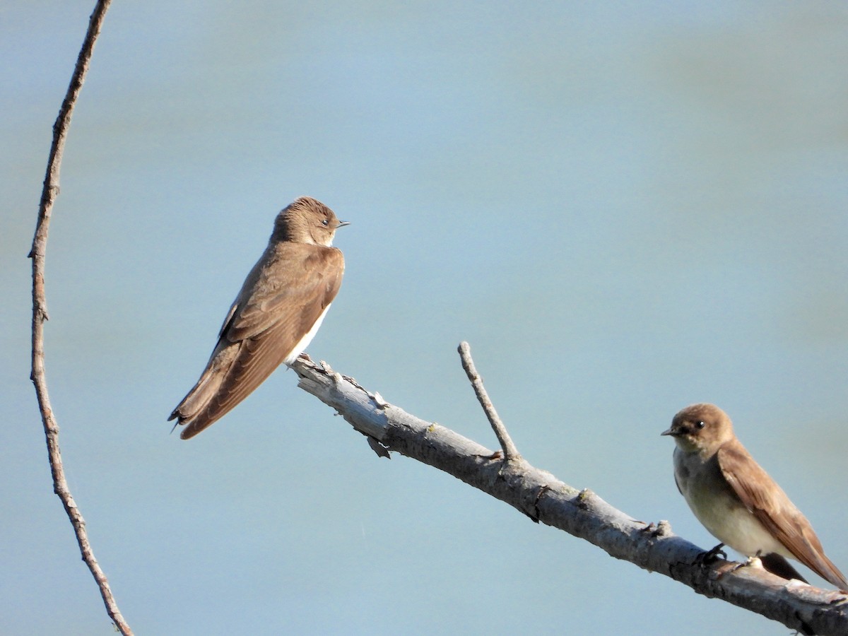 Northern Rough-winged Swallow - Anonymous