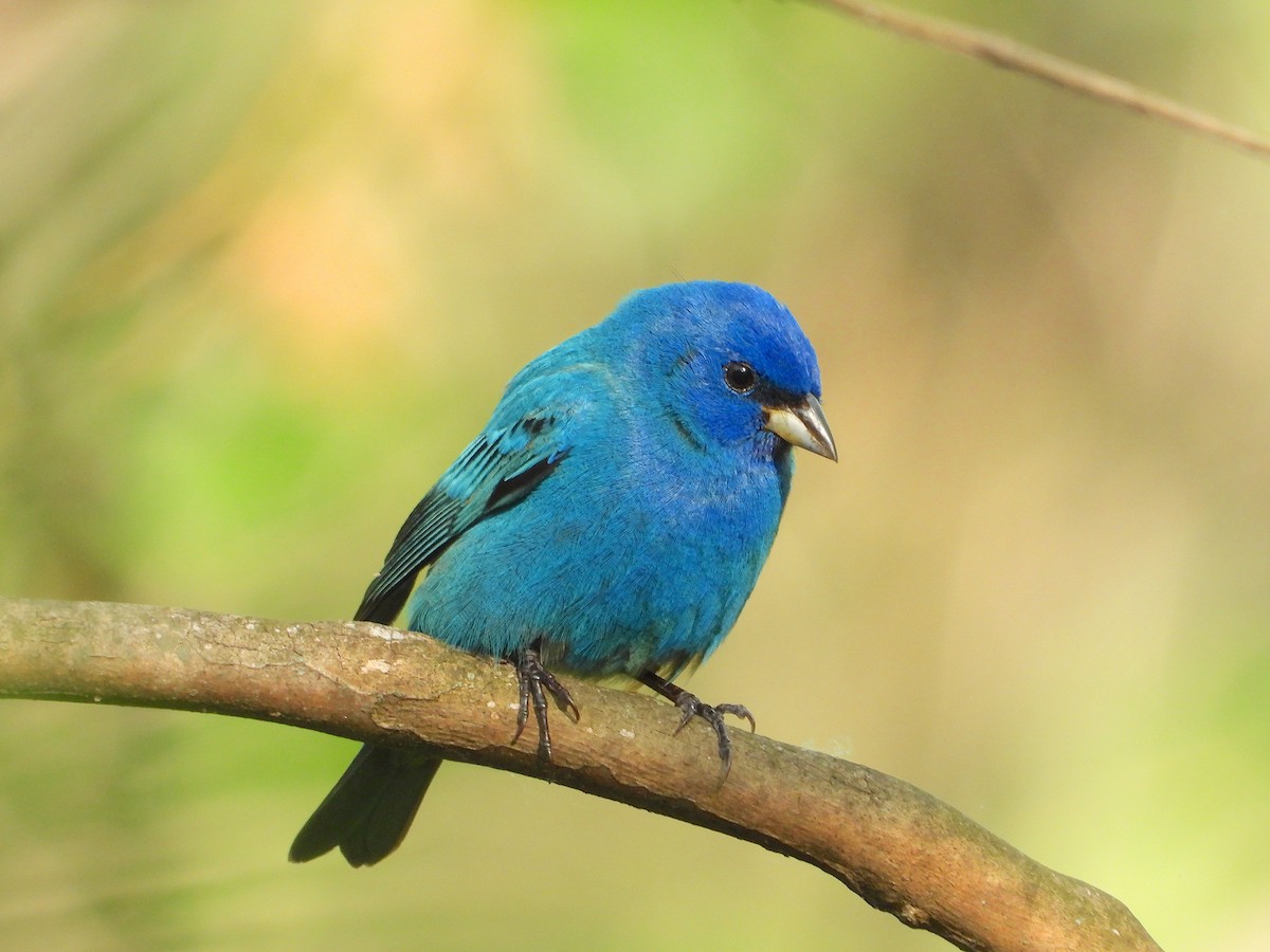 Indigo Bunting - ML572893741