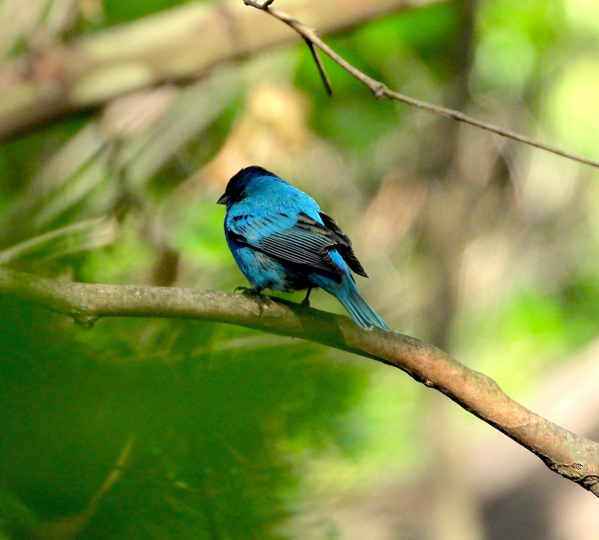 Indigo Bunting - ML572893811