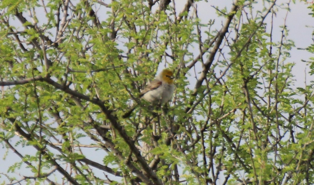 Verdin - Adair Bock