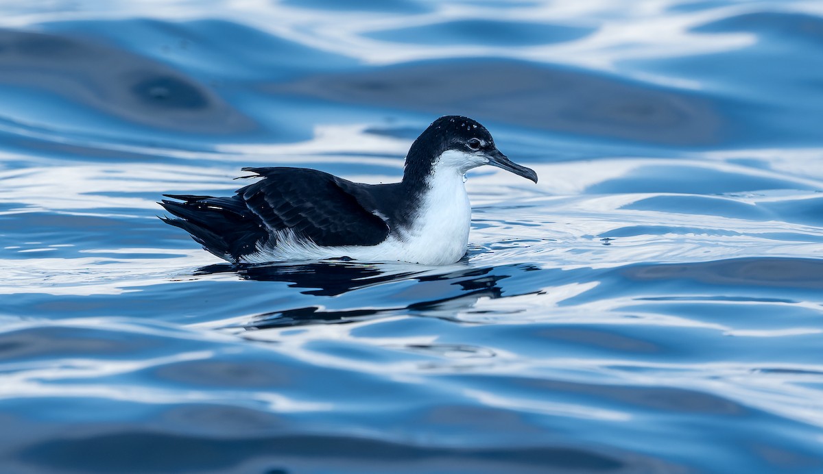 Puffin des Galapagos - ML572895611