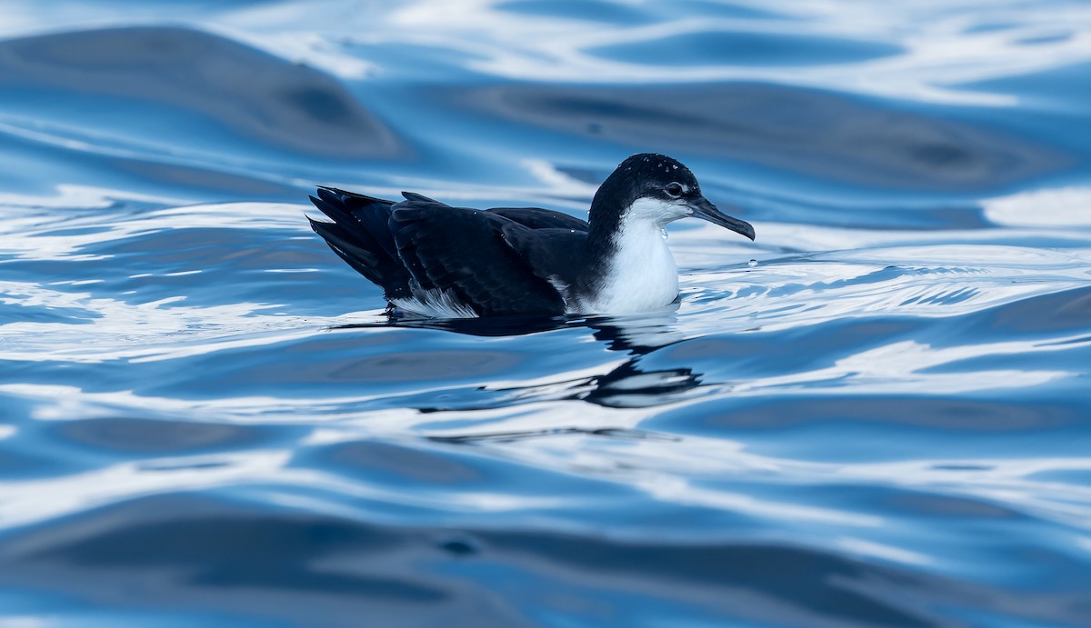 Galapagos Shearwater - ML572895621