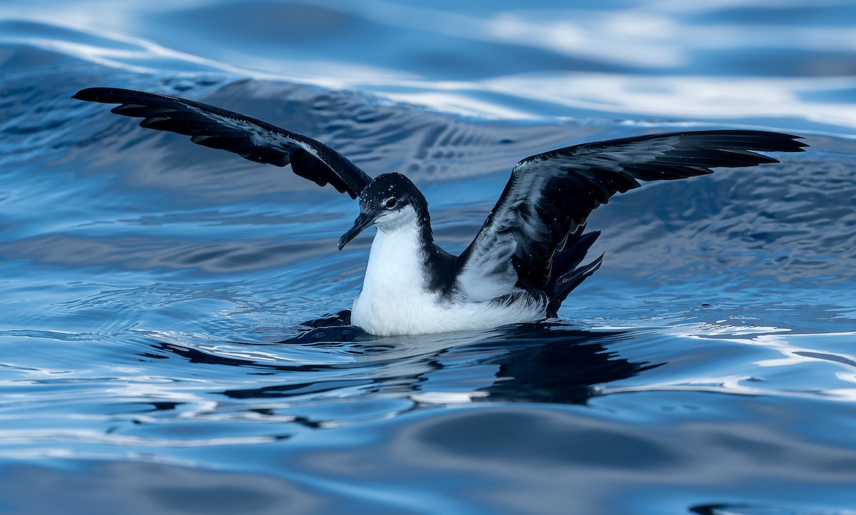 Puffin des Galapagos - ML572895631