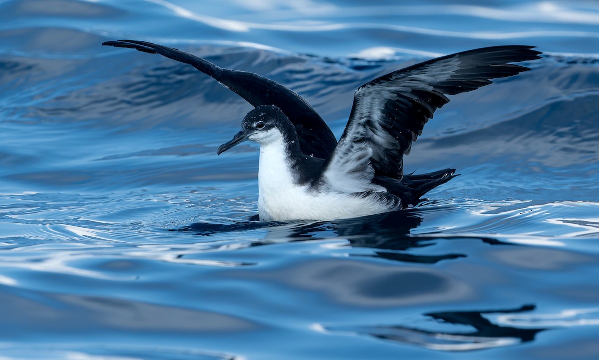 Galapagos Shearwater - Rio Dante