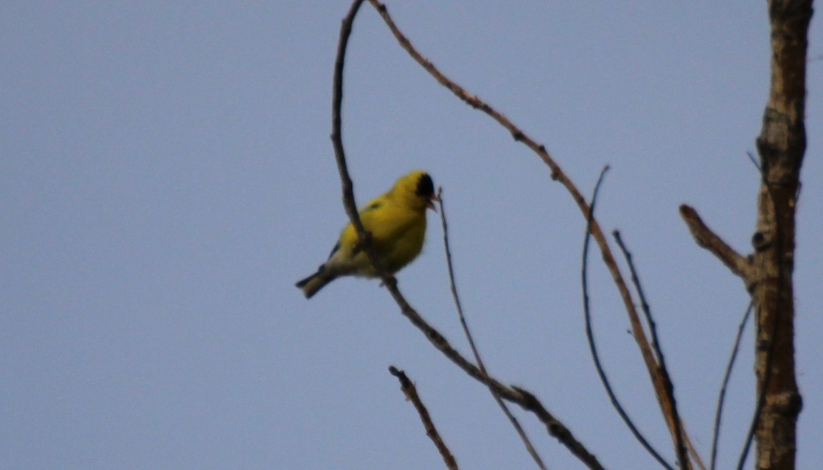 American Goldfinch - ML572895891