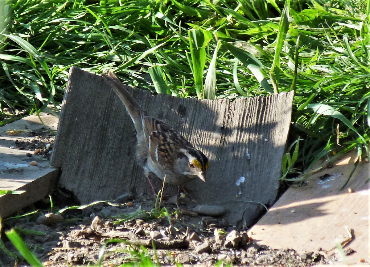 White-throated Sparrow - Tony Kurz