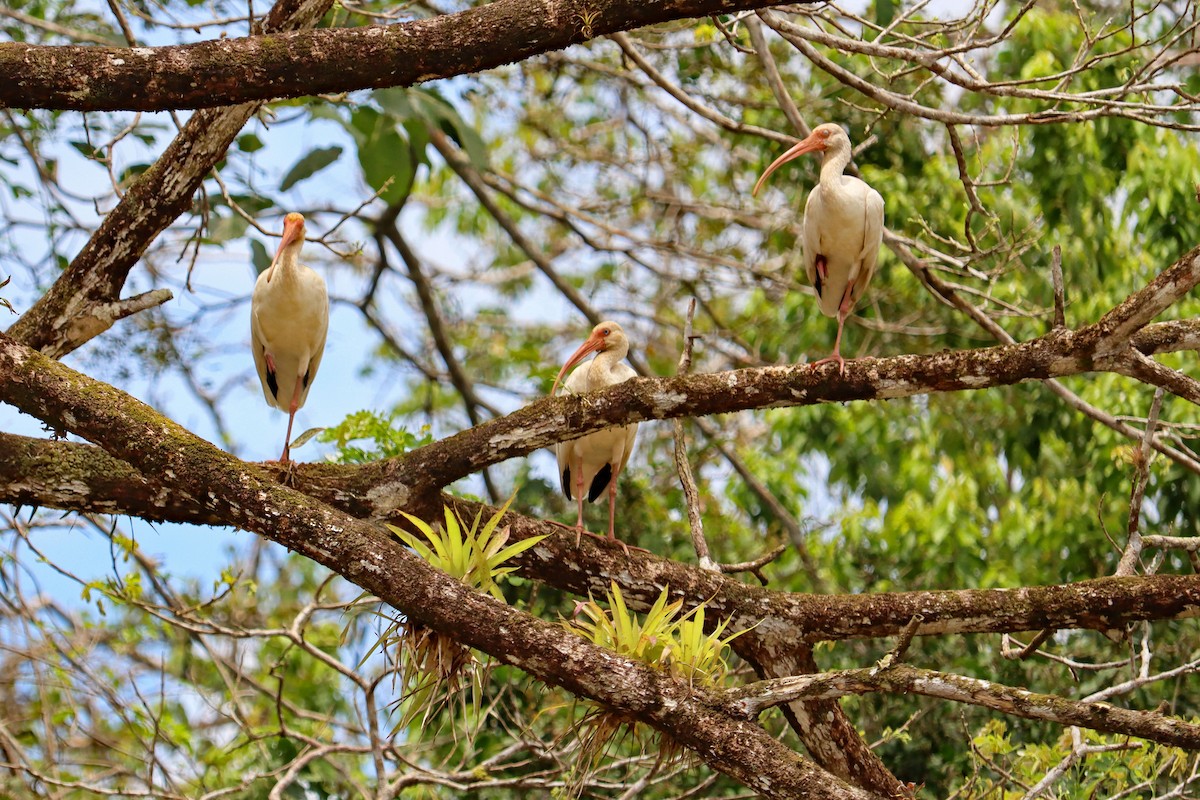 White Ibis - D Ross Fisher