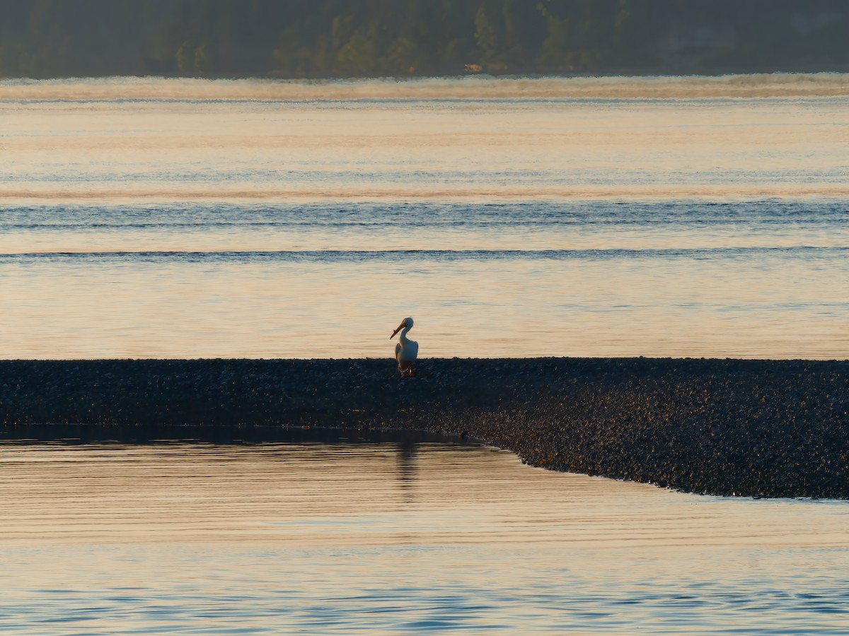 American White Pelican - ML572898501