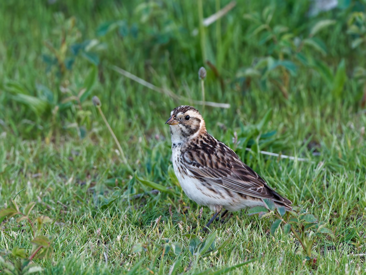 Lapland Longspur - ML572898671