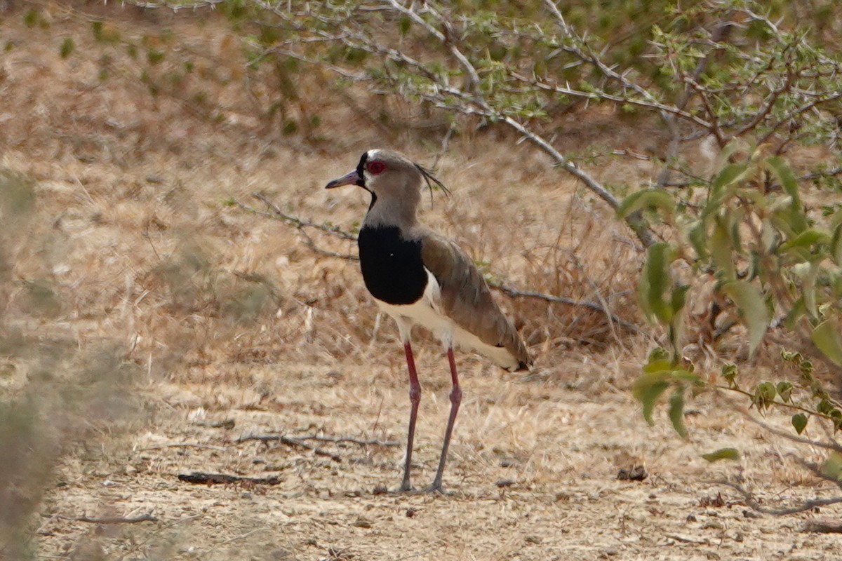 Southern Lapwing - Anonymous User