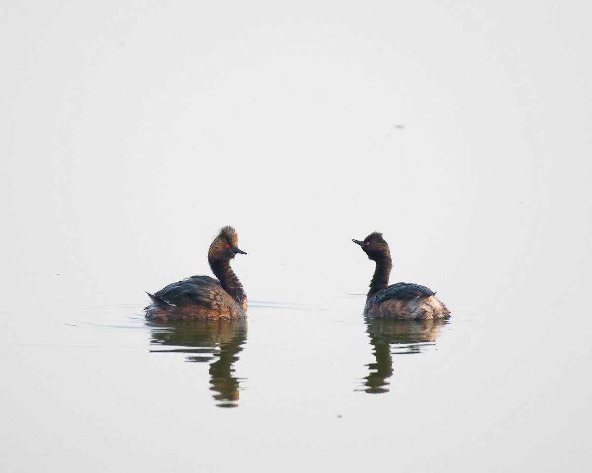 Eared Grebe - ML572899001