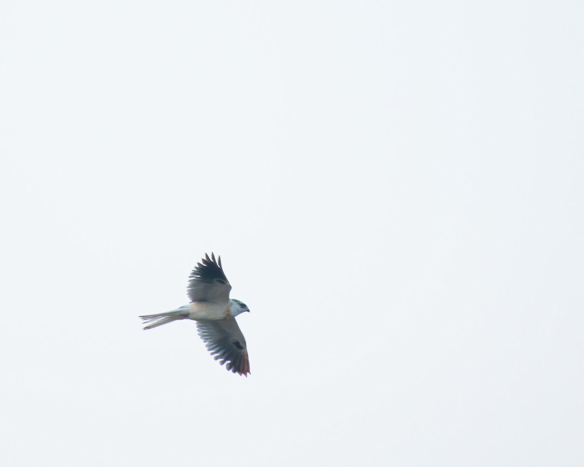 White-tailed Kite - ML572899121