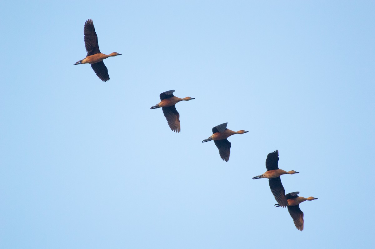 Fulvous Whistling-Duck - ML572899431