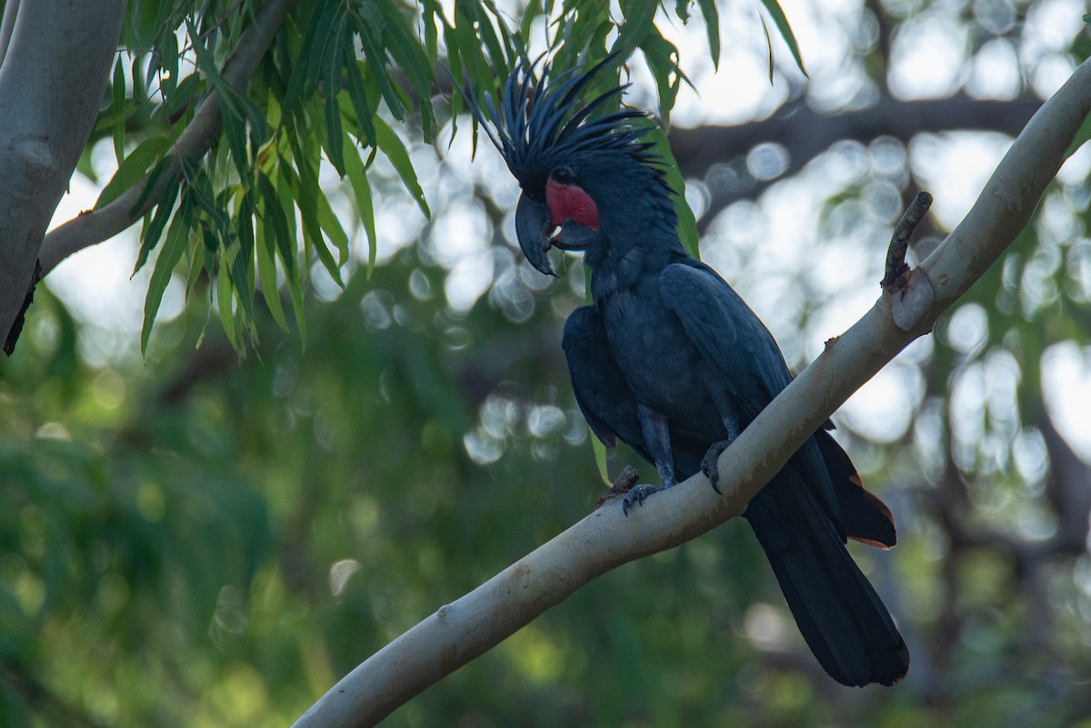 Cacatúa Enlutada - ML572900481