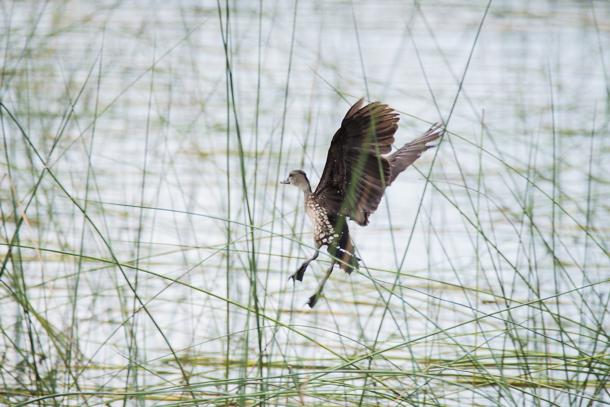 Spotted Whistling-Duck - ML572901461