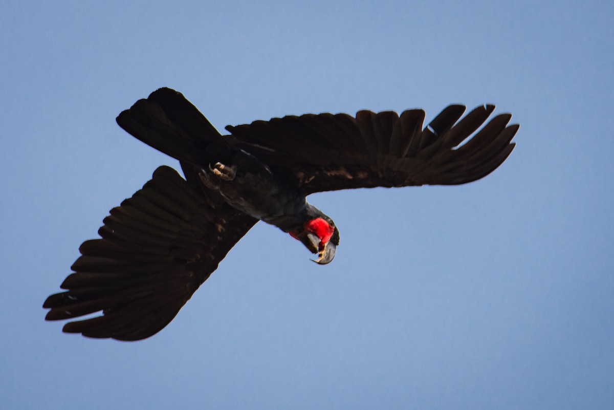 Palm Cockatoo - ML572901621