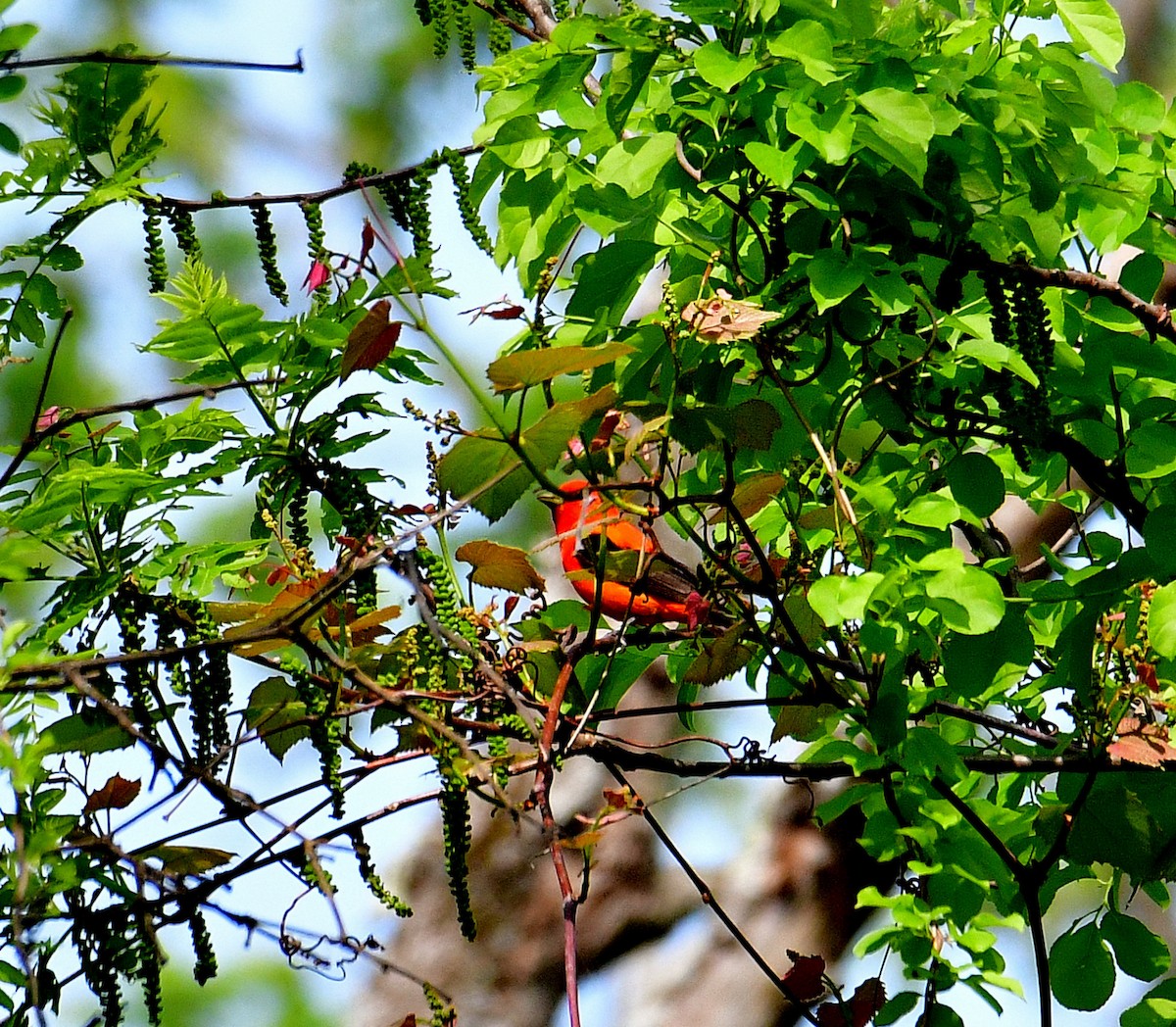 Scarlet Tanager - ML572902501