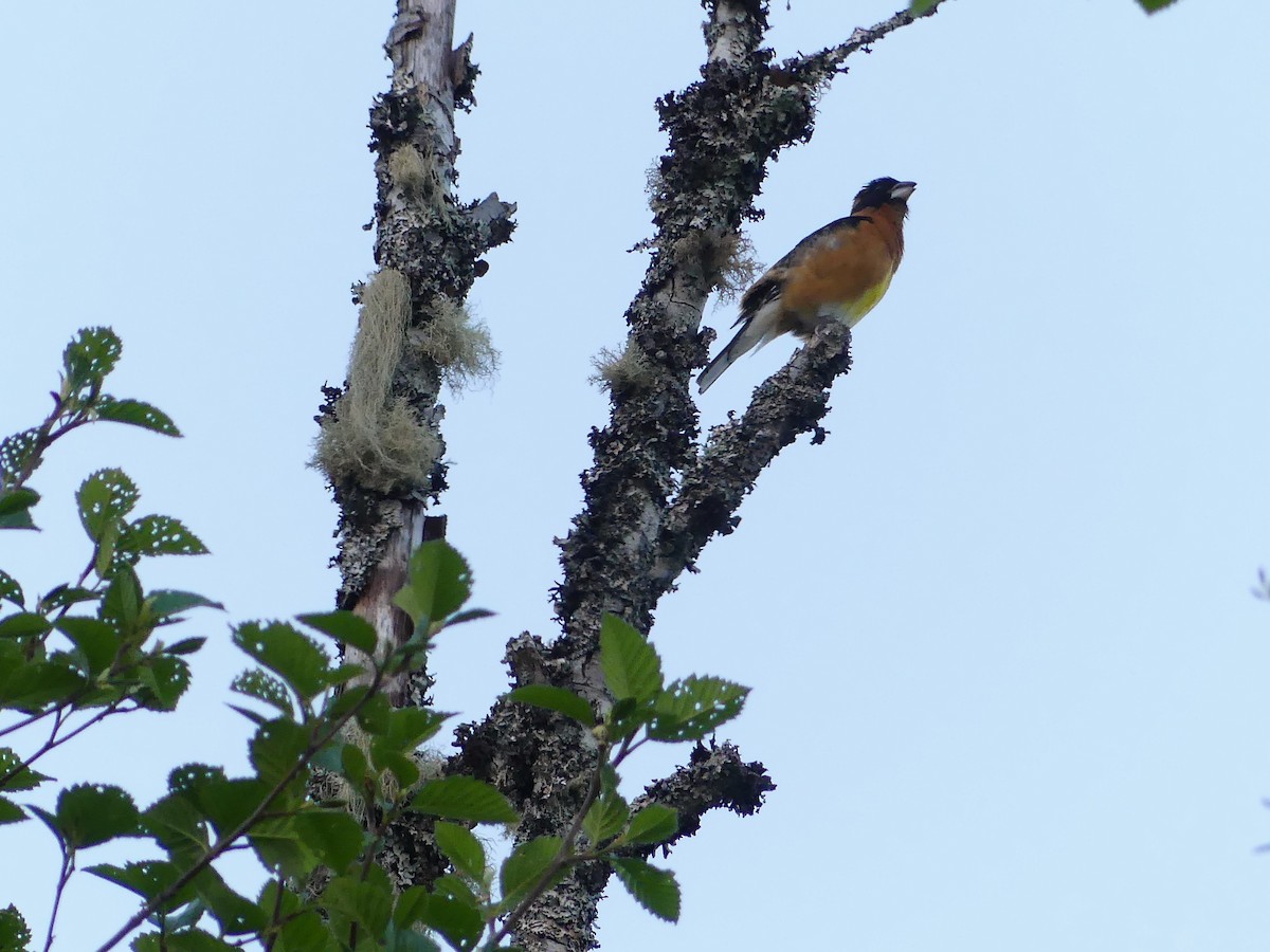 Black-headed Grosbeak - ML572902631