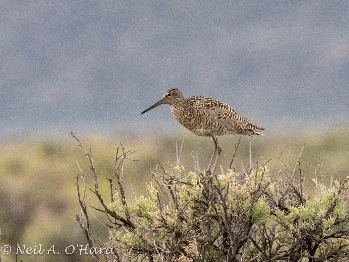 Willet - ML572903281