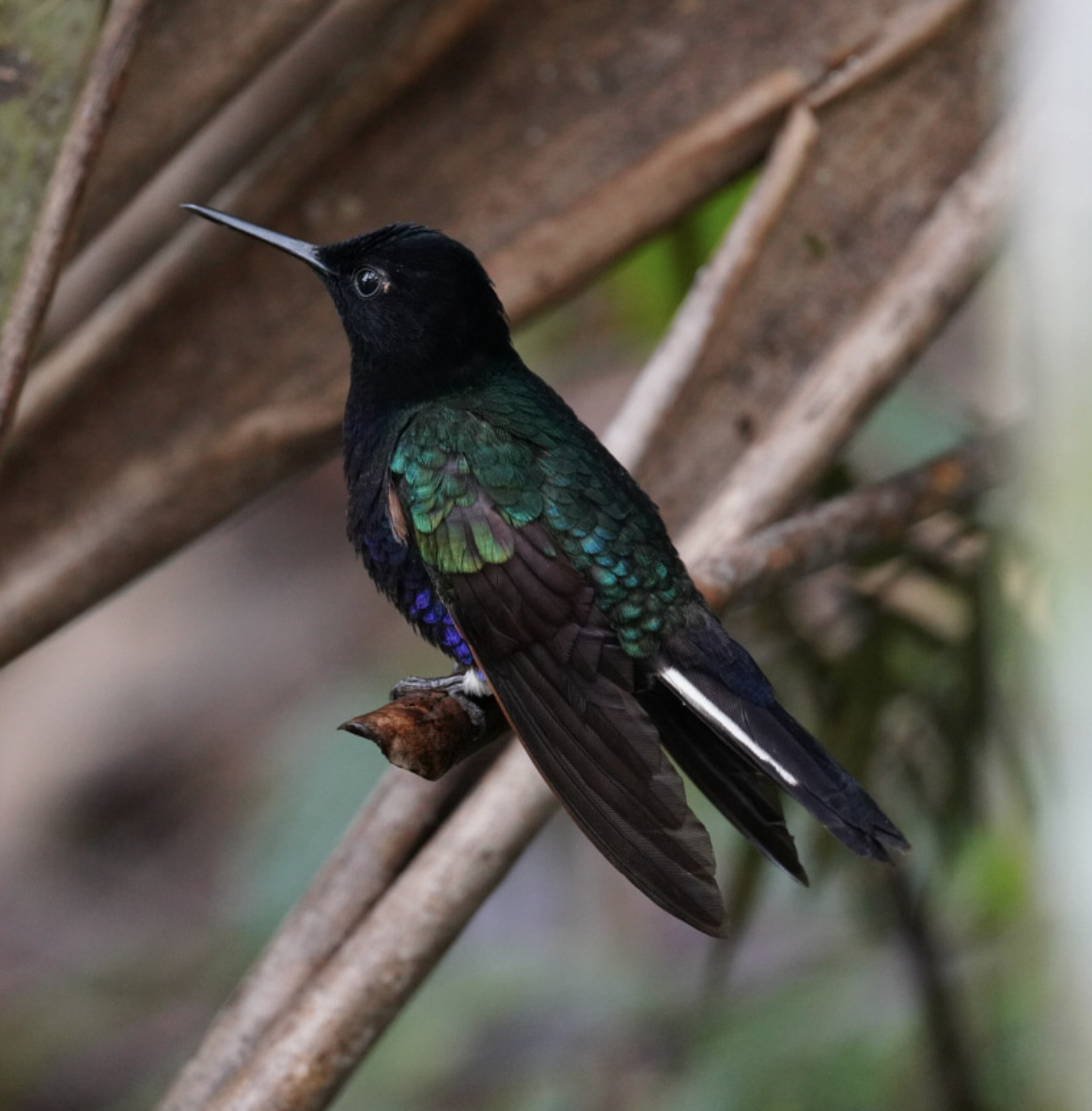 kolibřík hyacintový - ML572904081