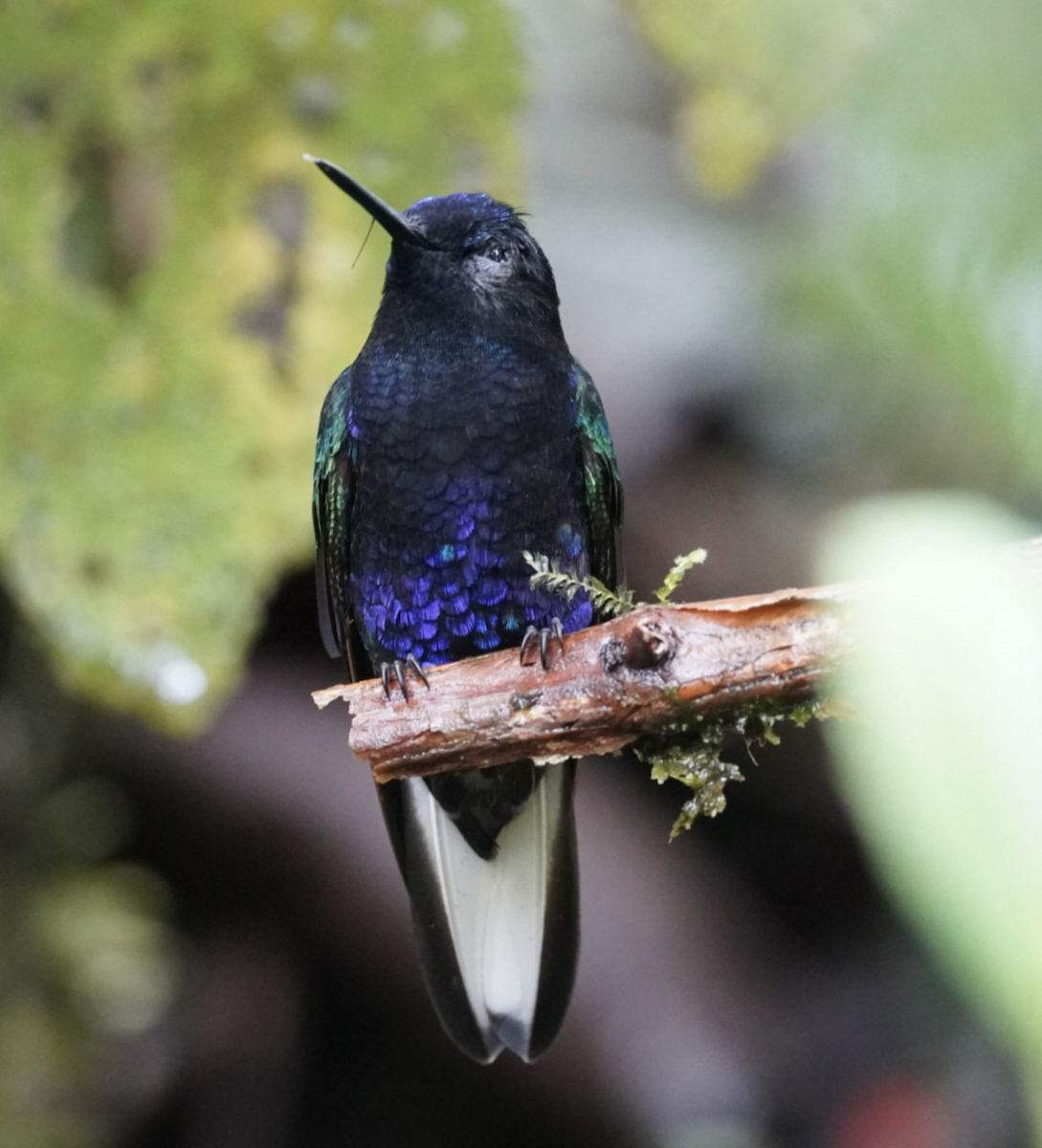 kolibřík hyacintový - ML572904091